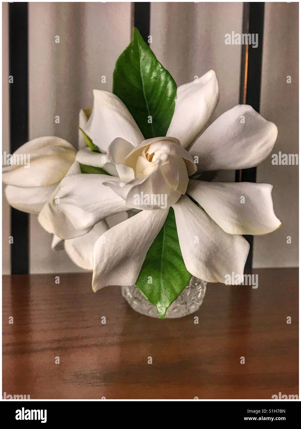 White gardenia bloom in small vase, Gardenia jasminoides - Smartphone Captured Stock Image