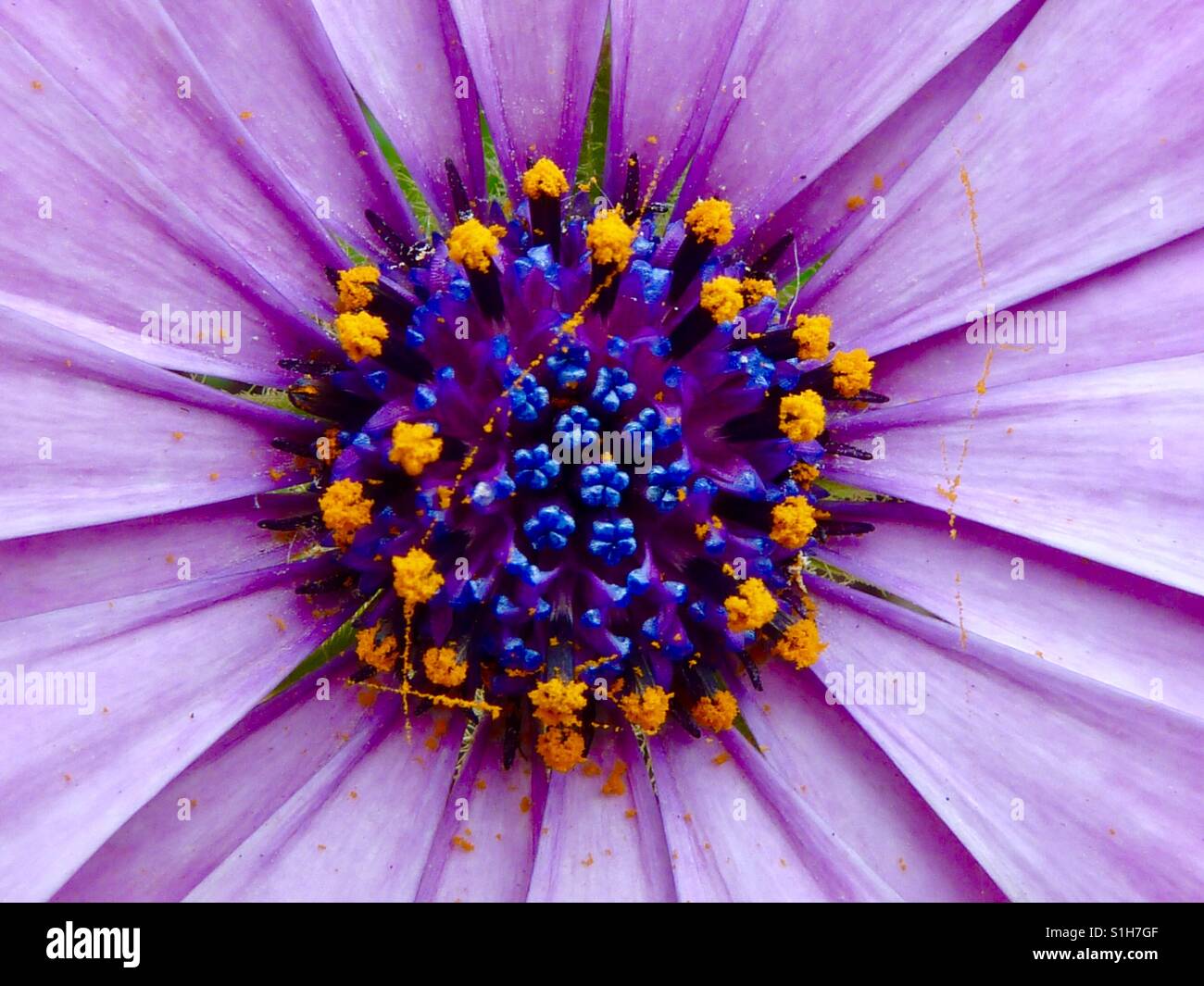Macro photography flower Stock Photo
