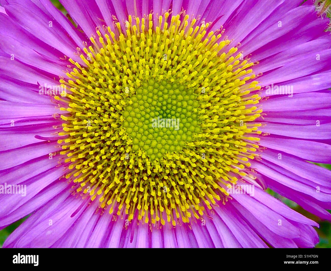 Macro photography flower Stock Photo Alamy