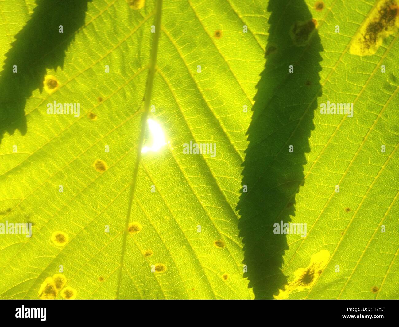Sunshine burning through hole in horse chestnut leaf. Shadows lay as