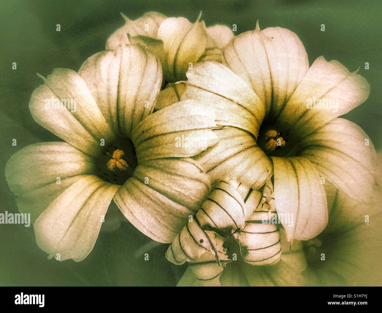 Yellow flowers in an English cottage garden - Smartphone Captured Stock Image