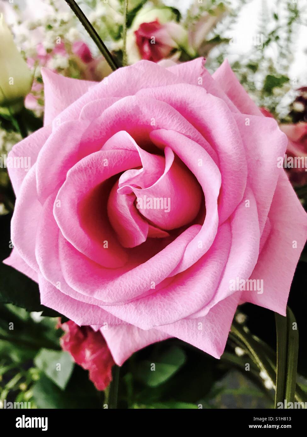 A rosy rose 🌹 Stock Photo - Alamy