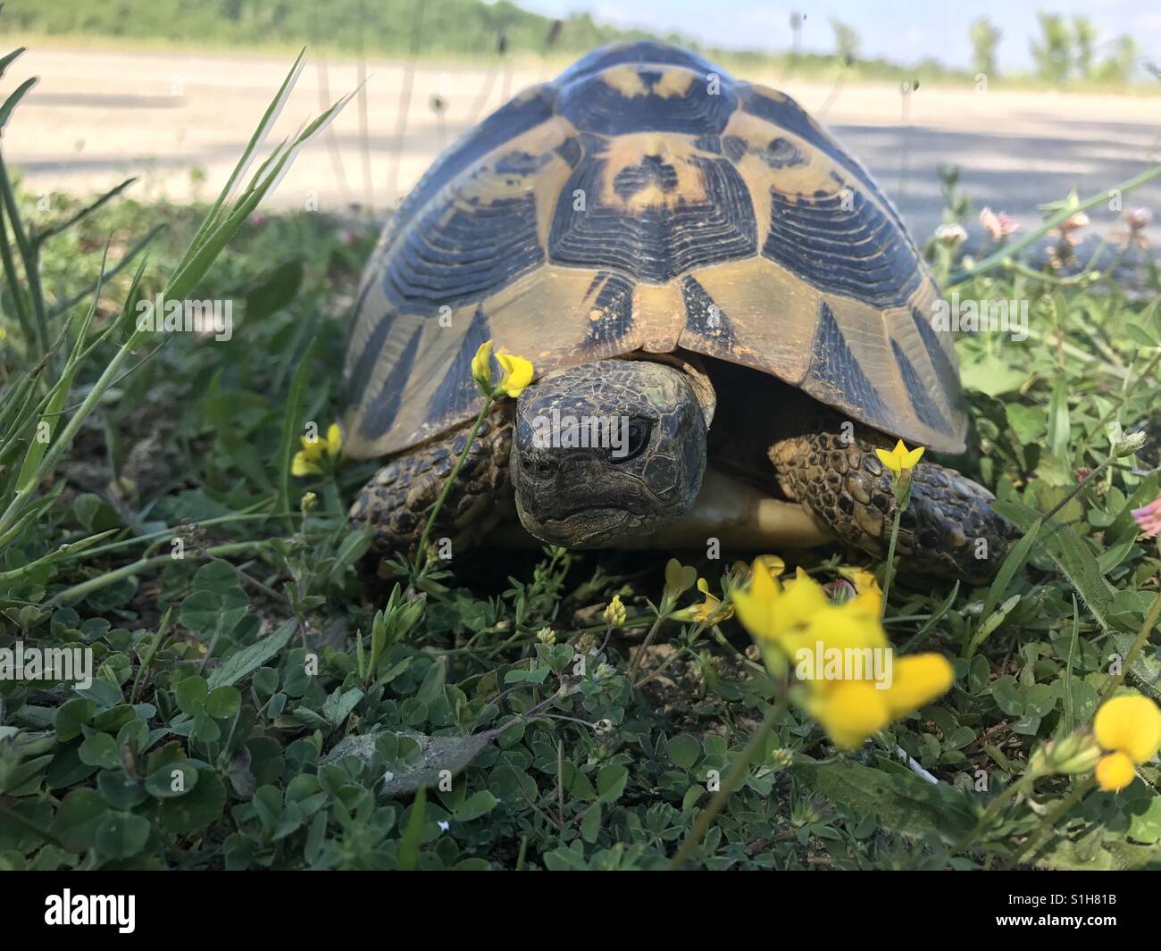 Earth turtle on a field - Smartphone Captured Stock Image
