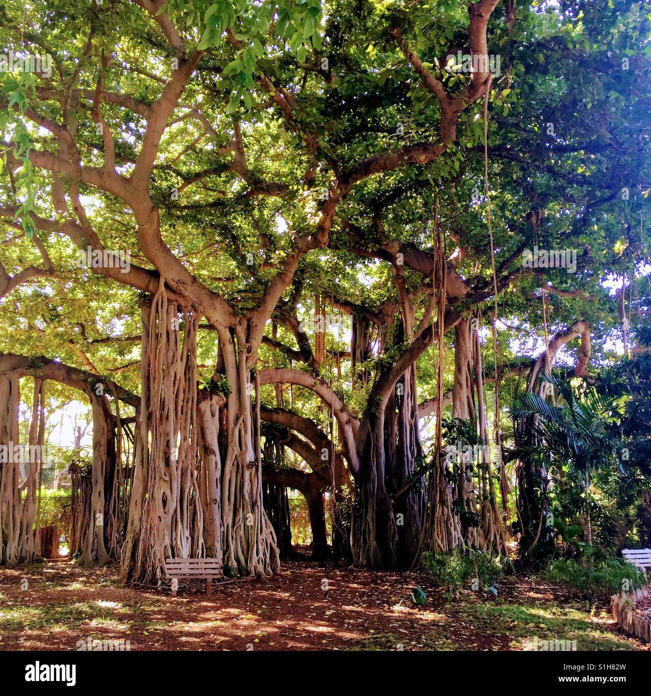 Banyan Tree, Hawaii Stock Photo Alamy
