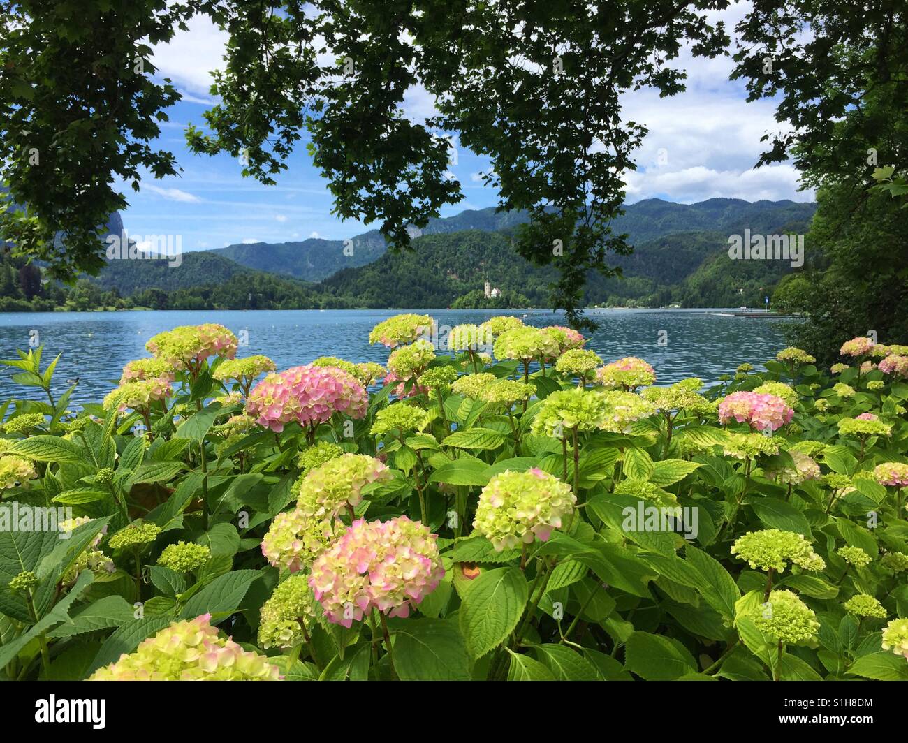 Flowers on Bled Lake, Slovenia. - Smartphone Captured Stock Image