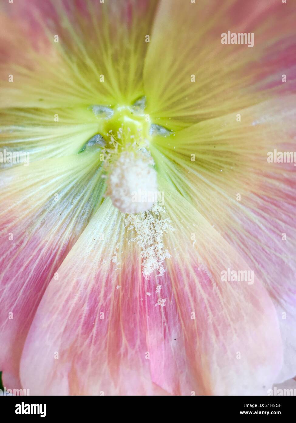 Pink and yellow hollyhock close up - Smartphone Captured Stock Image
