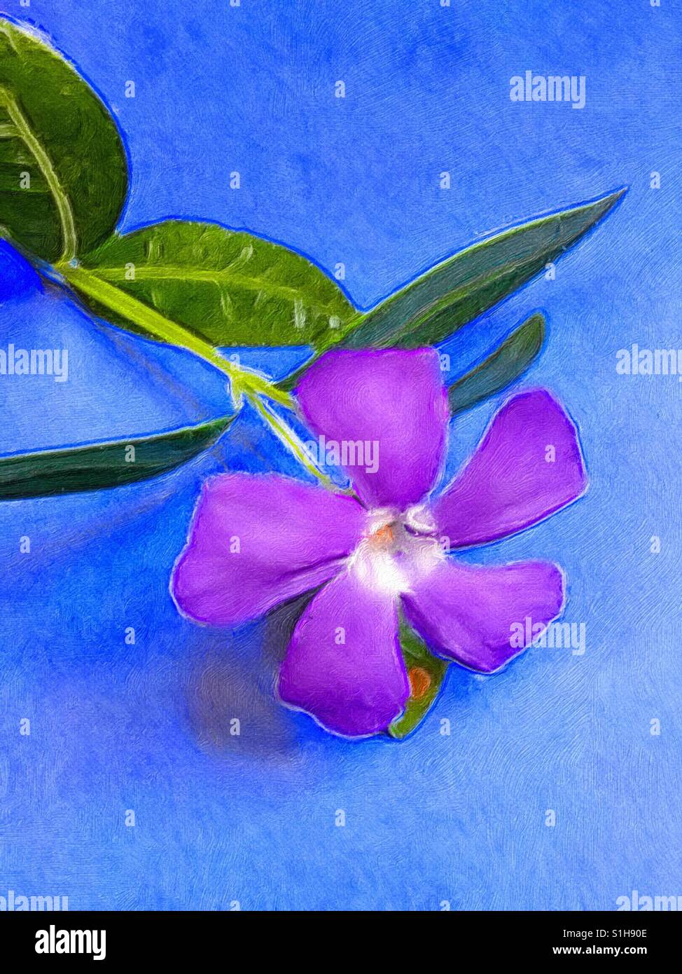 Painted periwinkle - Smartphone Captured Stock Image