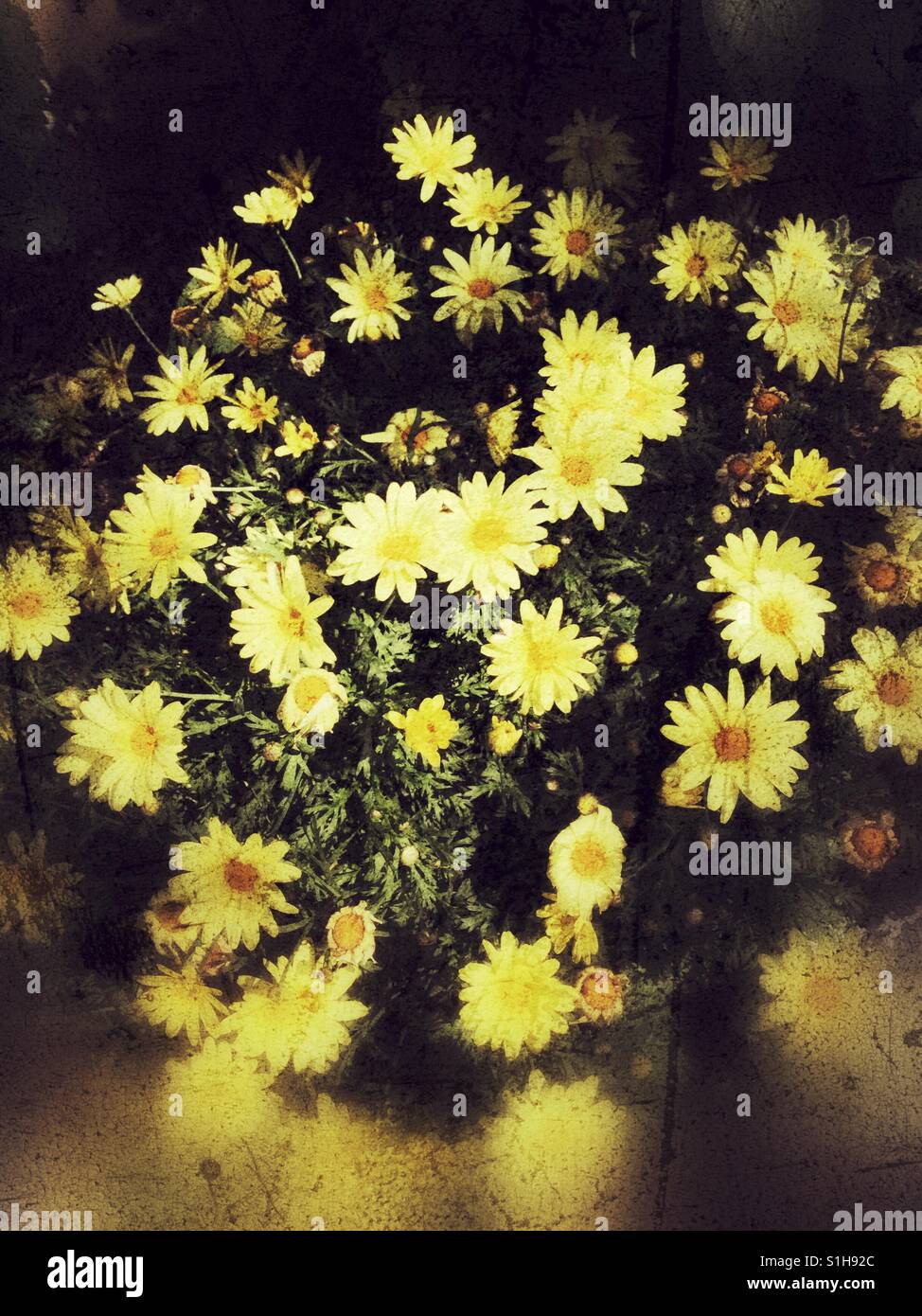 Yellow floral arrangement Stock Photo Alamy