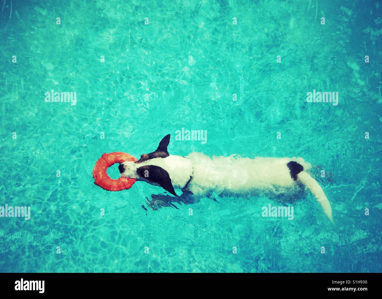 Jack Russell Terrier dog swimming in a swimming pool carrying an orange toy  lifesaver ring. Shot from above. - Smartphone Captured Stock Image