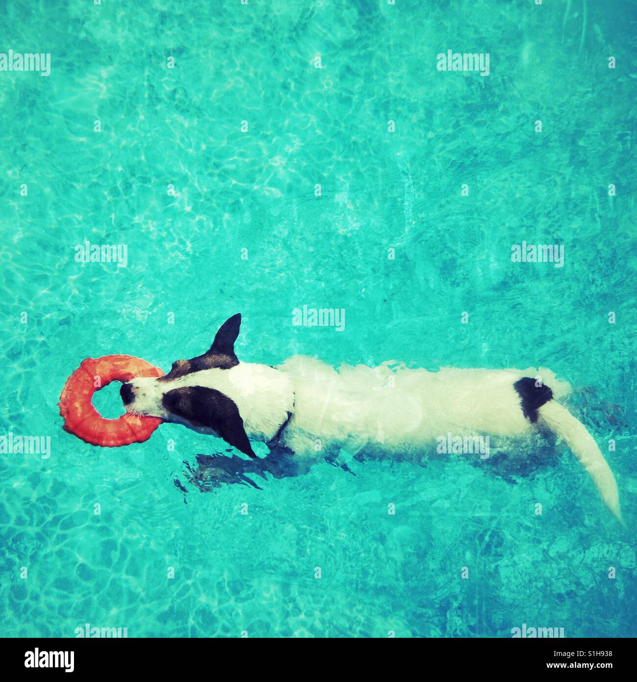 Jack Russell Terrier dog swimming in a swimming pool while carrying a toy lifesaver ring. Square crop. Space for copy. - Smartphone Captured Stock Image