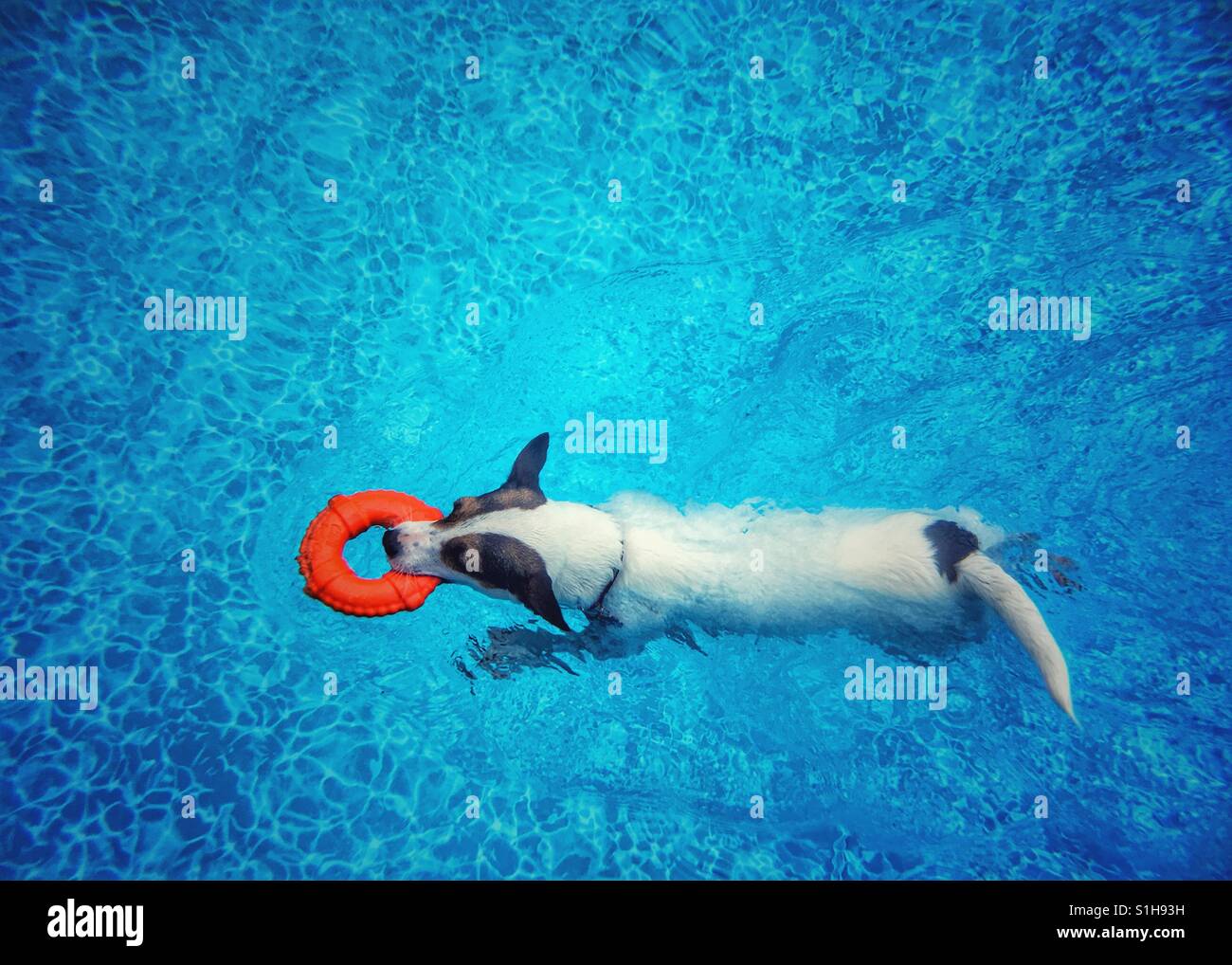 Jack Russell Terrier dog swimming in an outdoor swimming pool while carrying a toy lifesaver ring. Photographed from above. Space for copy. Stock Photo