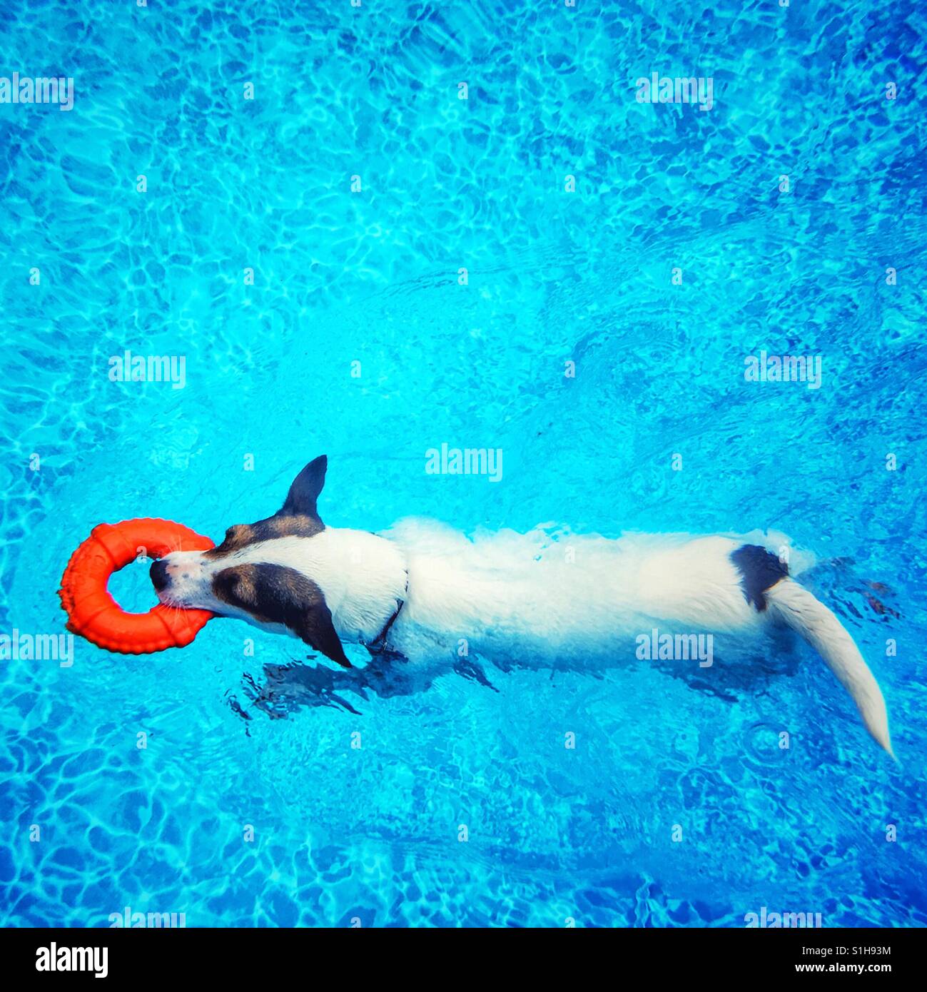 Jack Russell Terrier dog swimming with a toy lifesaver ring. Space for copy. Square crop. - Smartphone Captured Stock Image