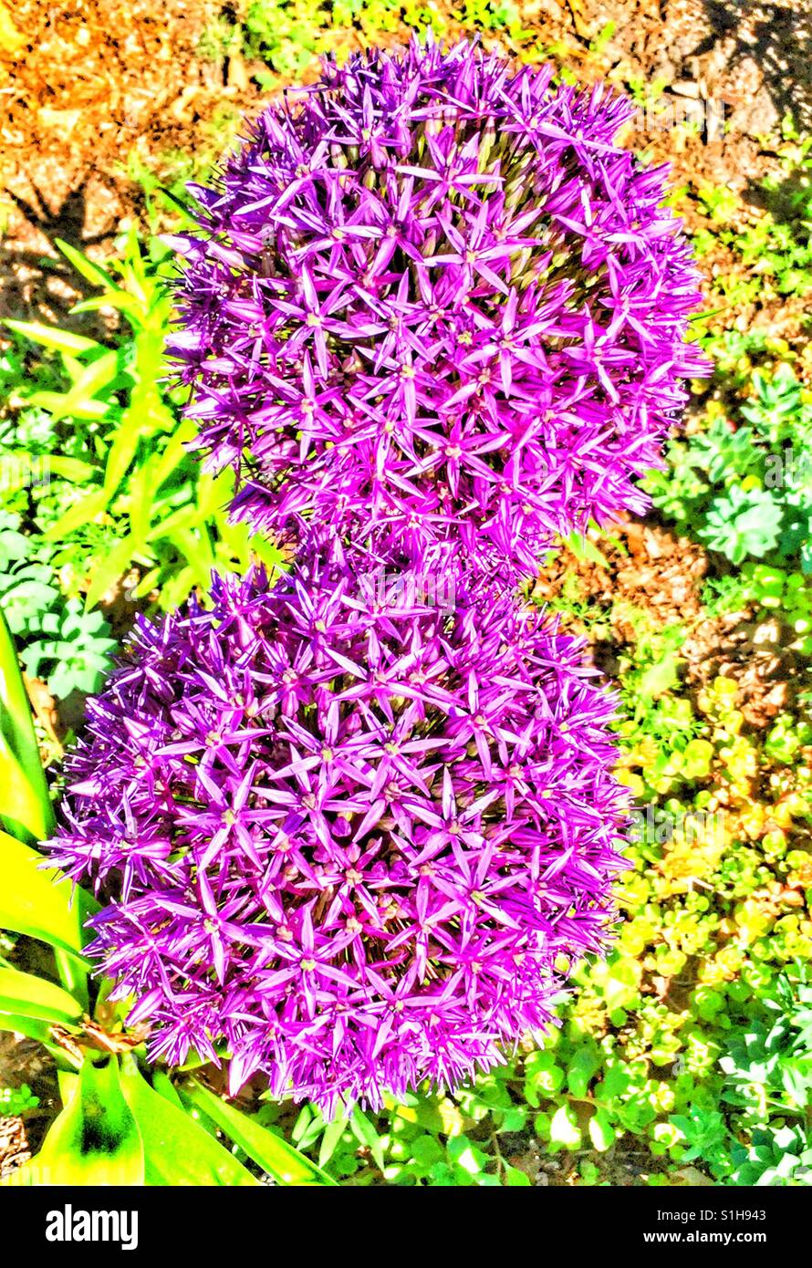 Two balls of purple blooms. - Smartphone Captured Stock Image