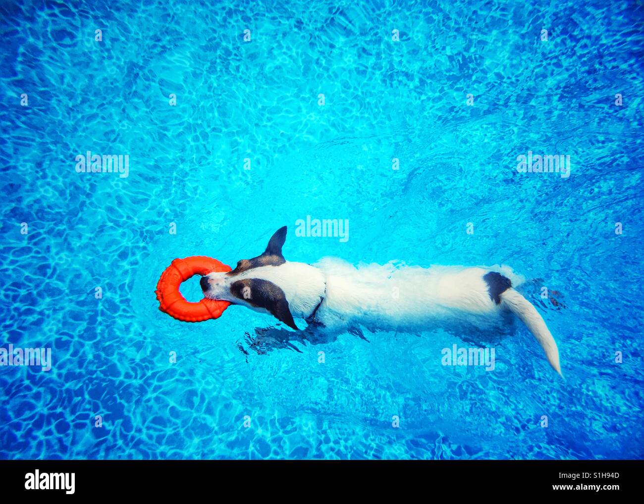 Jack Russell Terrier dog swimming in a swimming pool while carrying a toy lifesaver ring. - Smartphone Captured Stock Image