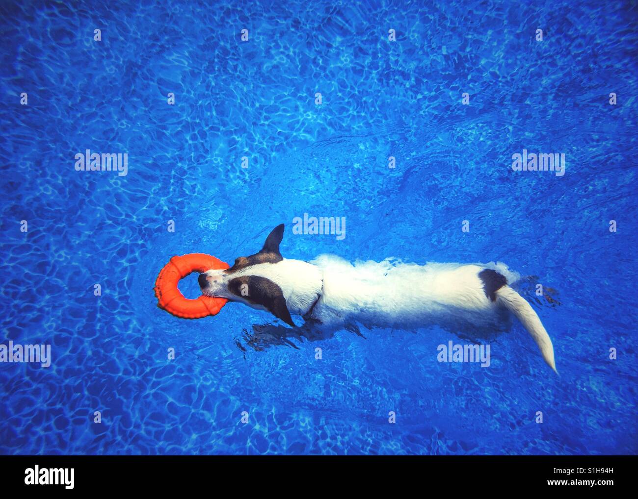 Dog swimming in blue waters while carrying a toy orange lifesaver ring. Room for copy. - Smartphone Captured Stock Image