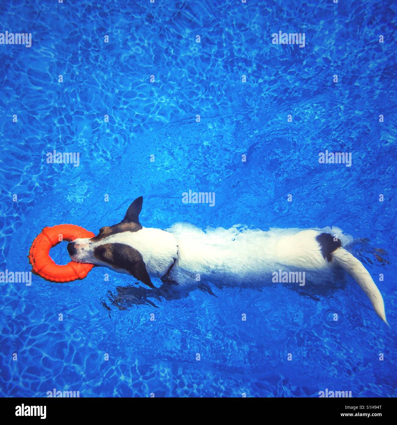 Jack Russell Terrier dog swimming with a toy lifesaver ring. Square crop. - Smartphone Captured Stock Image
