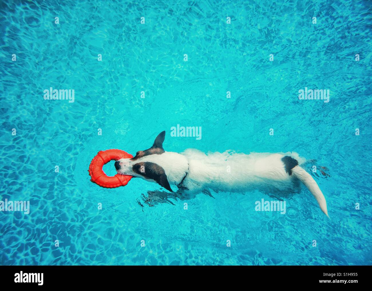 Dog swimming outdoors with toy lifesaver ring. - Smartphone Captured Stock Image