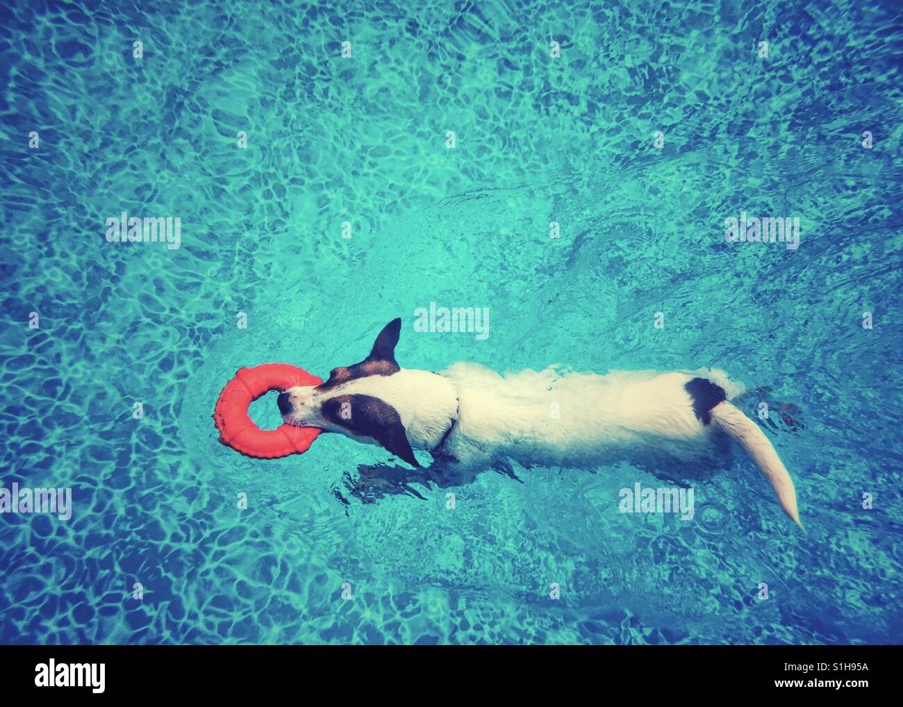 Dog swimming in an outdoor swimming pool on a sunny day. - Smartphone Captured Stock Image