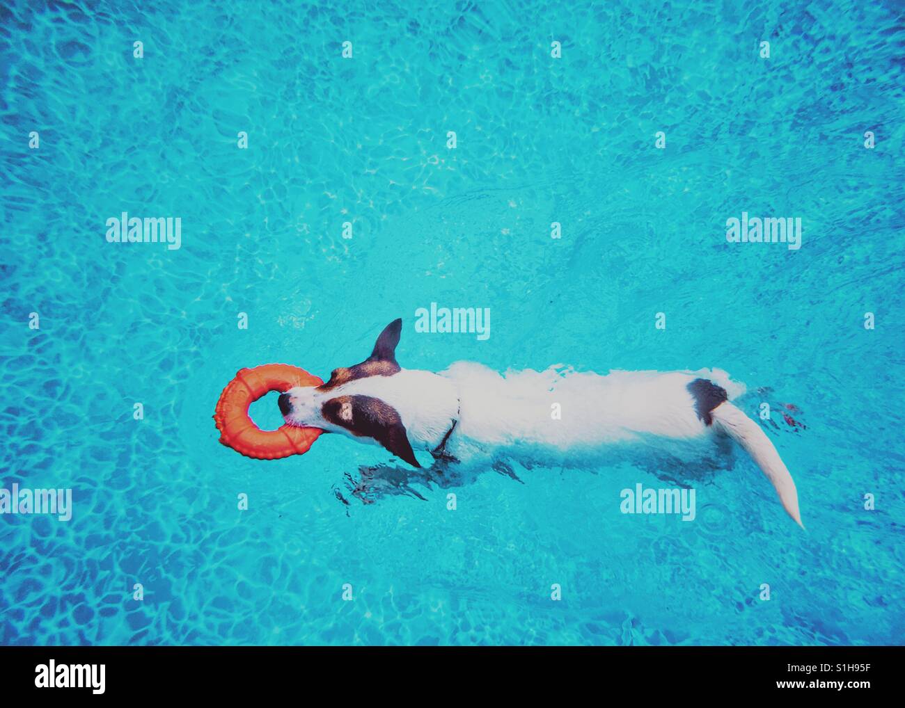 Jack Russell Terrier dog swimming in a pool carrying a toy lifesaver ring. - Smartphone Captured Stock Image