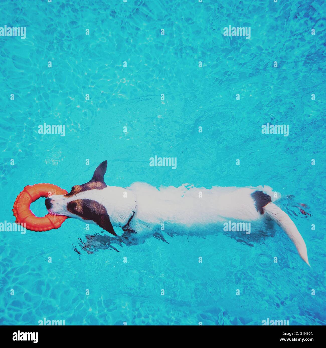 Dog swimming with a toy lifesaver ring. Square crop. - Smartphone Captured Stock Image