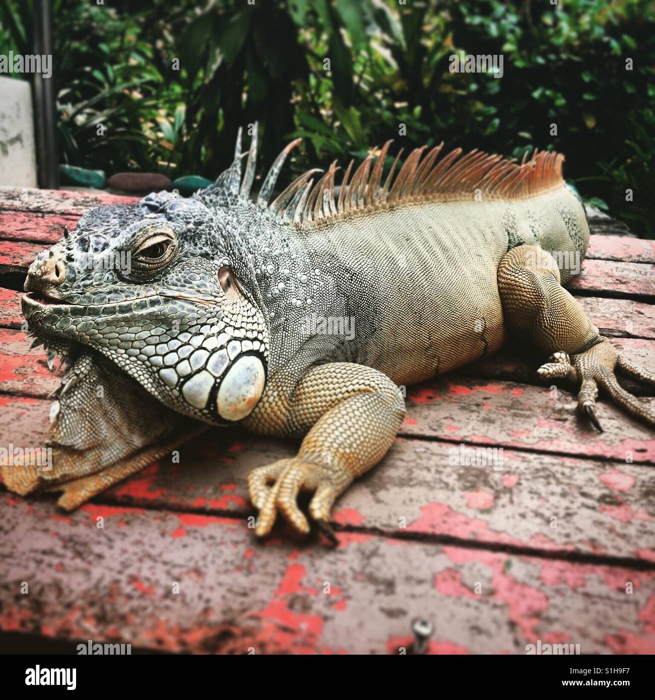 Wild Lizard in singapore zoo Stock Photo Alamy