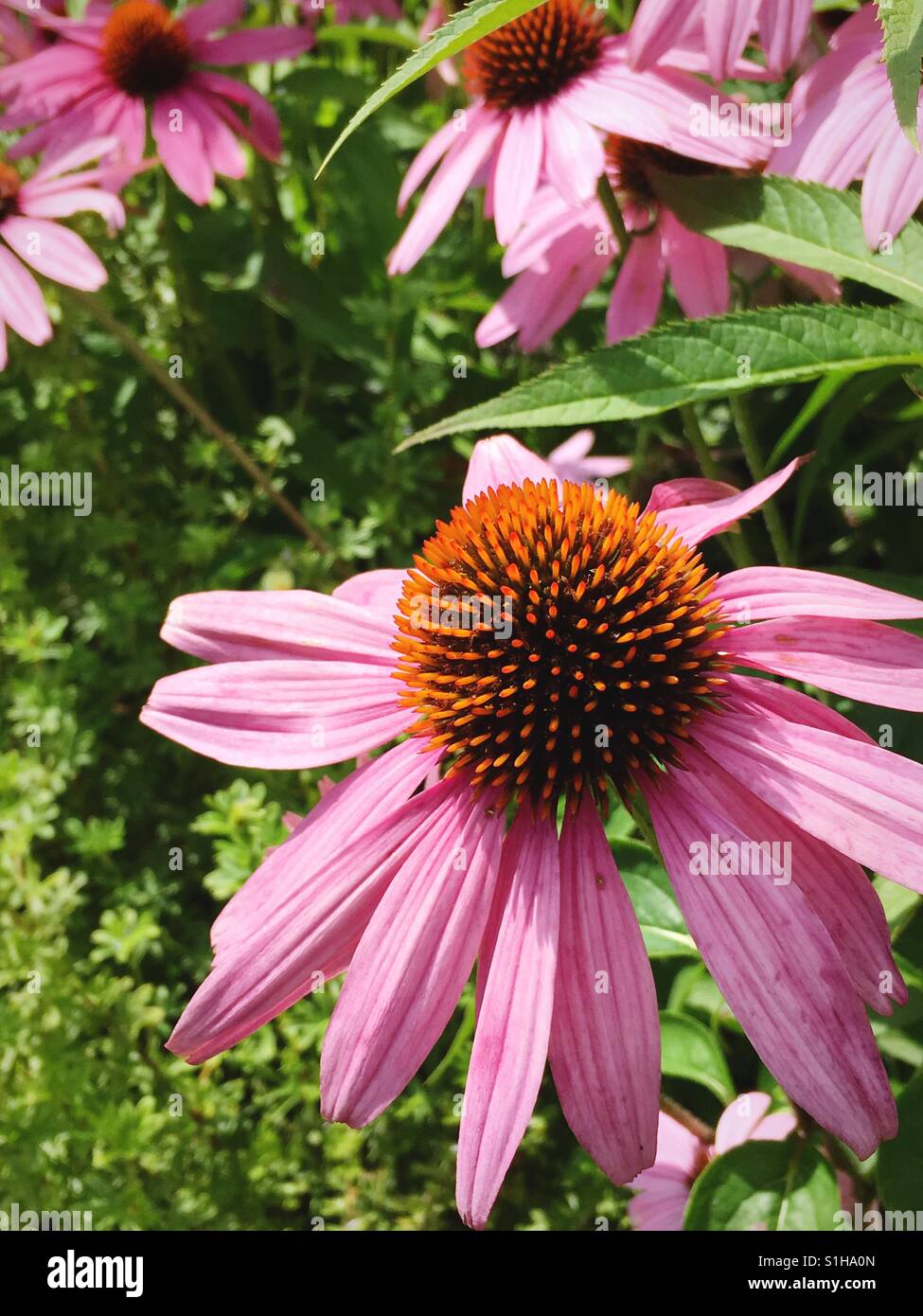 Close-up of pink daisy Stock Photo