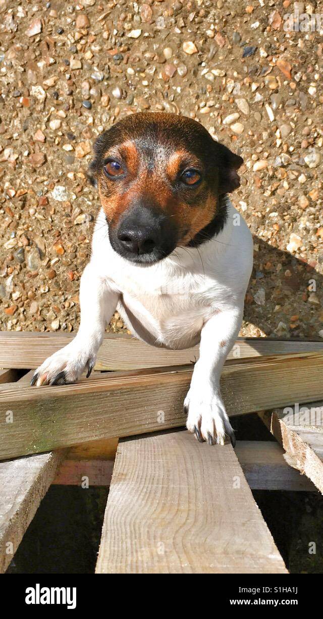Miniature jack russell hires stock photography and images Alamy