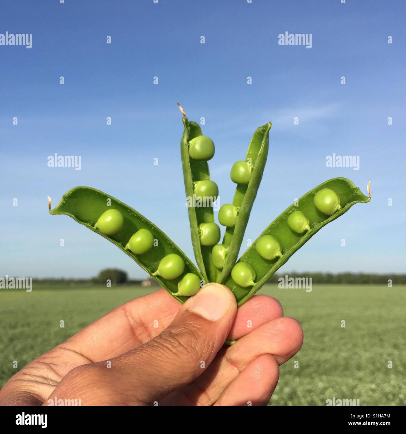 Peas in the hand - Smartphone Captured Stock Image
