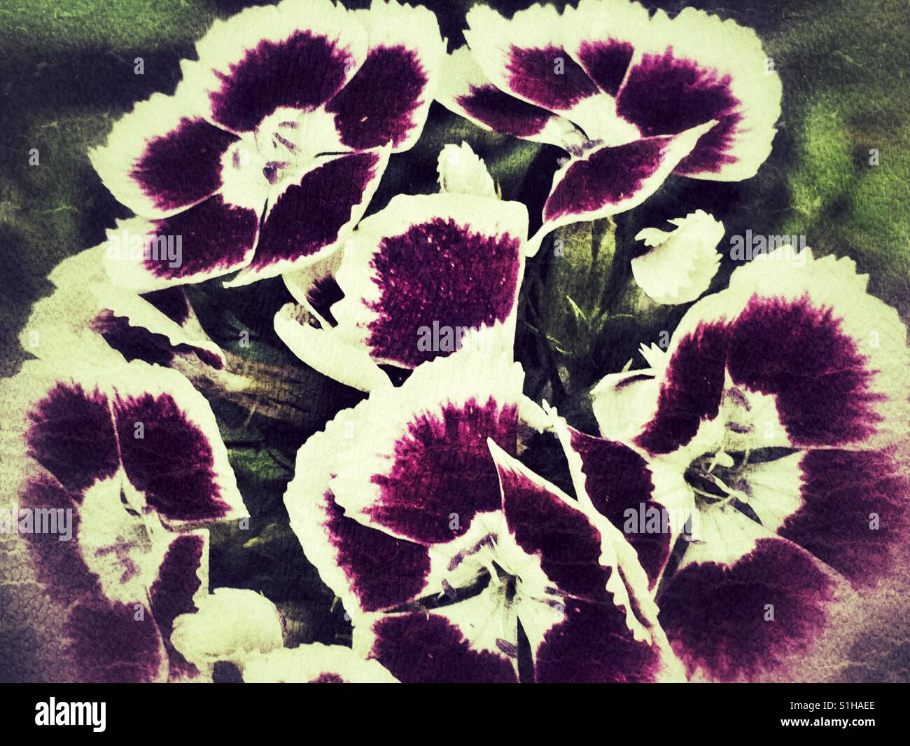 Sweet Williams - Smartphone Captured Stock Image