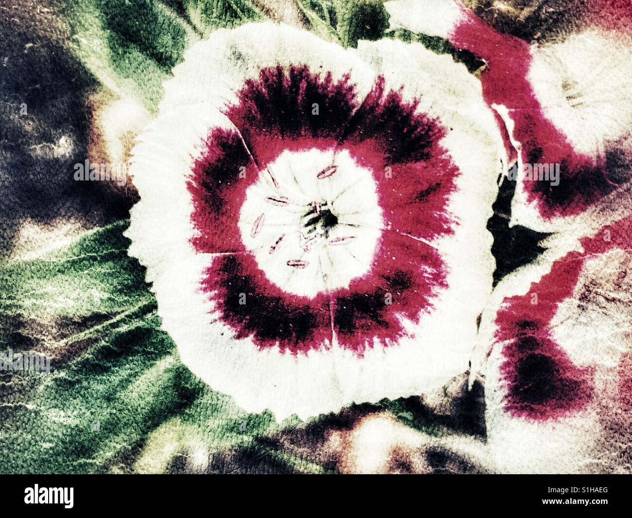 Sweet William - Smartphone Captured Stock Image