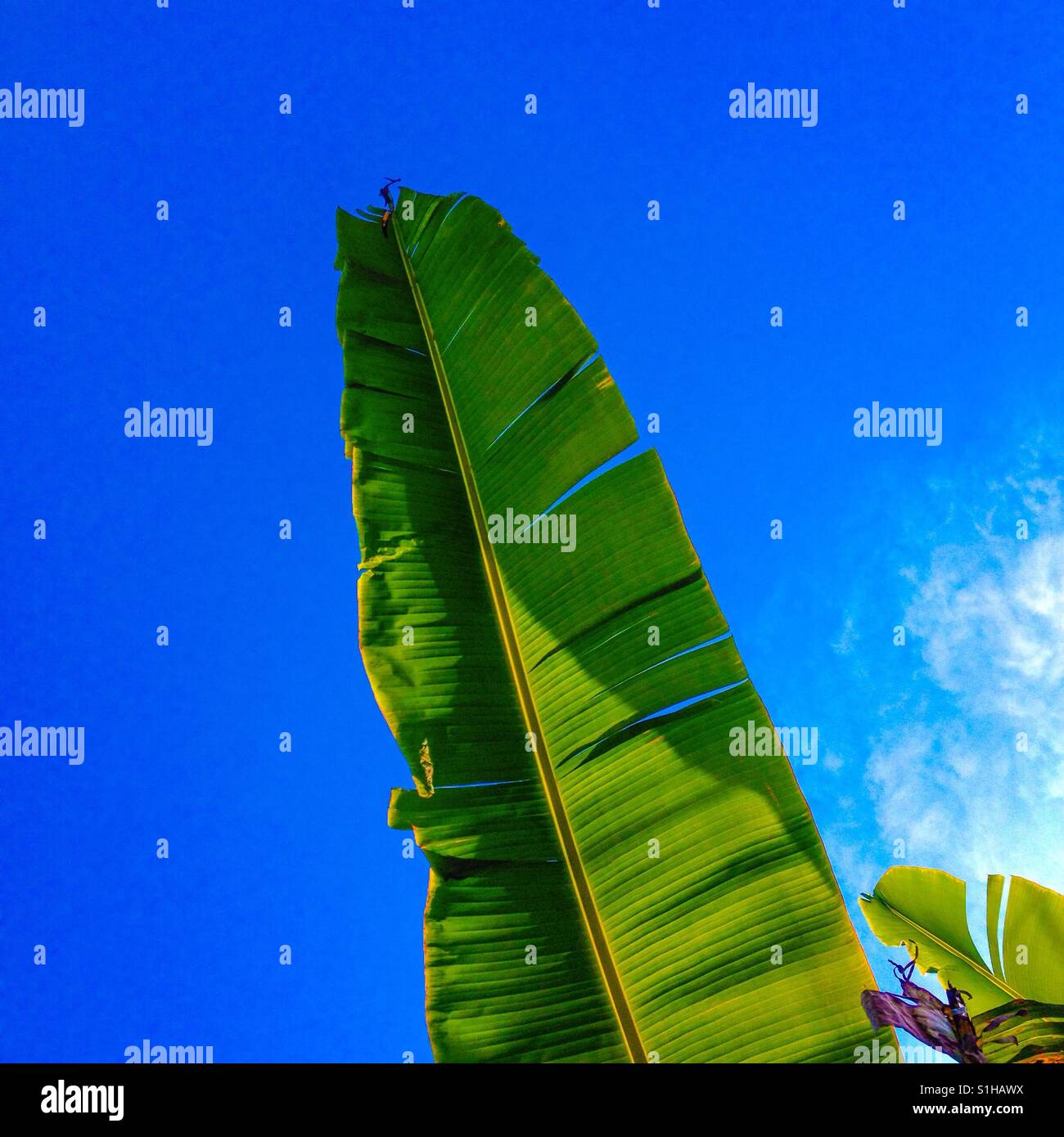 Green banana leaf and blu sky background Stock Photo - Alamy