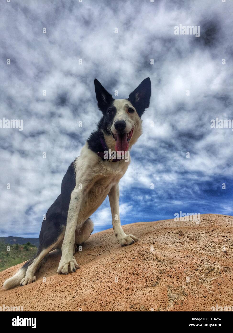 Dog on a Boulder. A smooth coated Border Collie sits on top of a large rock on a cloudy day. Stock Photo