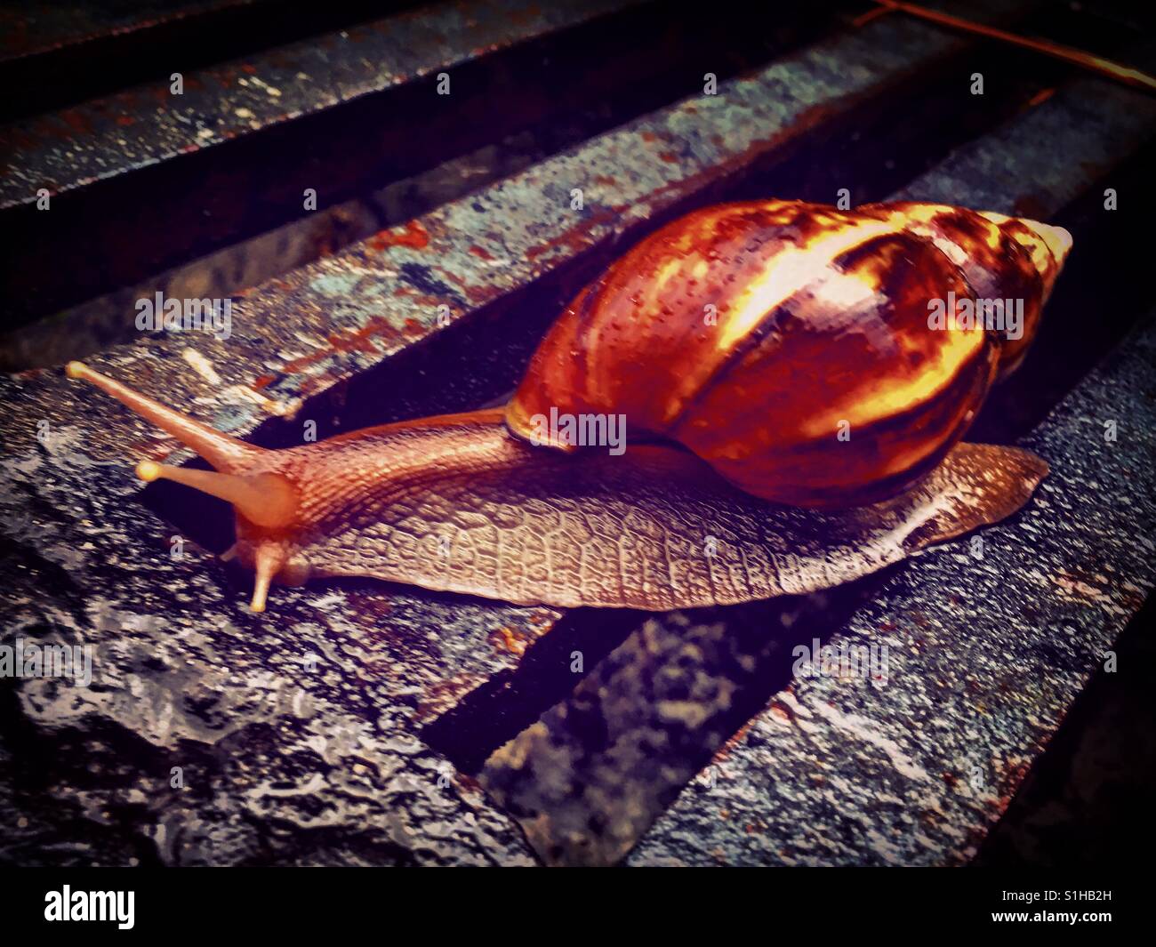Sliding snail slowly Stock Photo