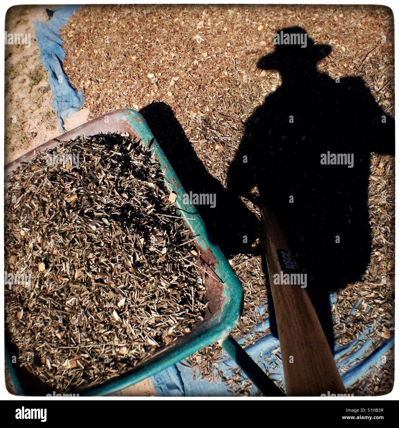 Shadow of a man with shredded olive branches, Catalonia, Spain. - Smartphone Captured Stock Image