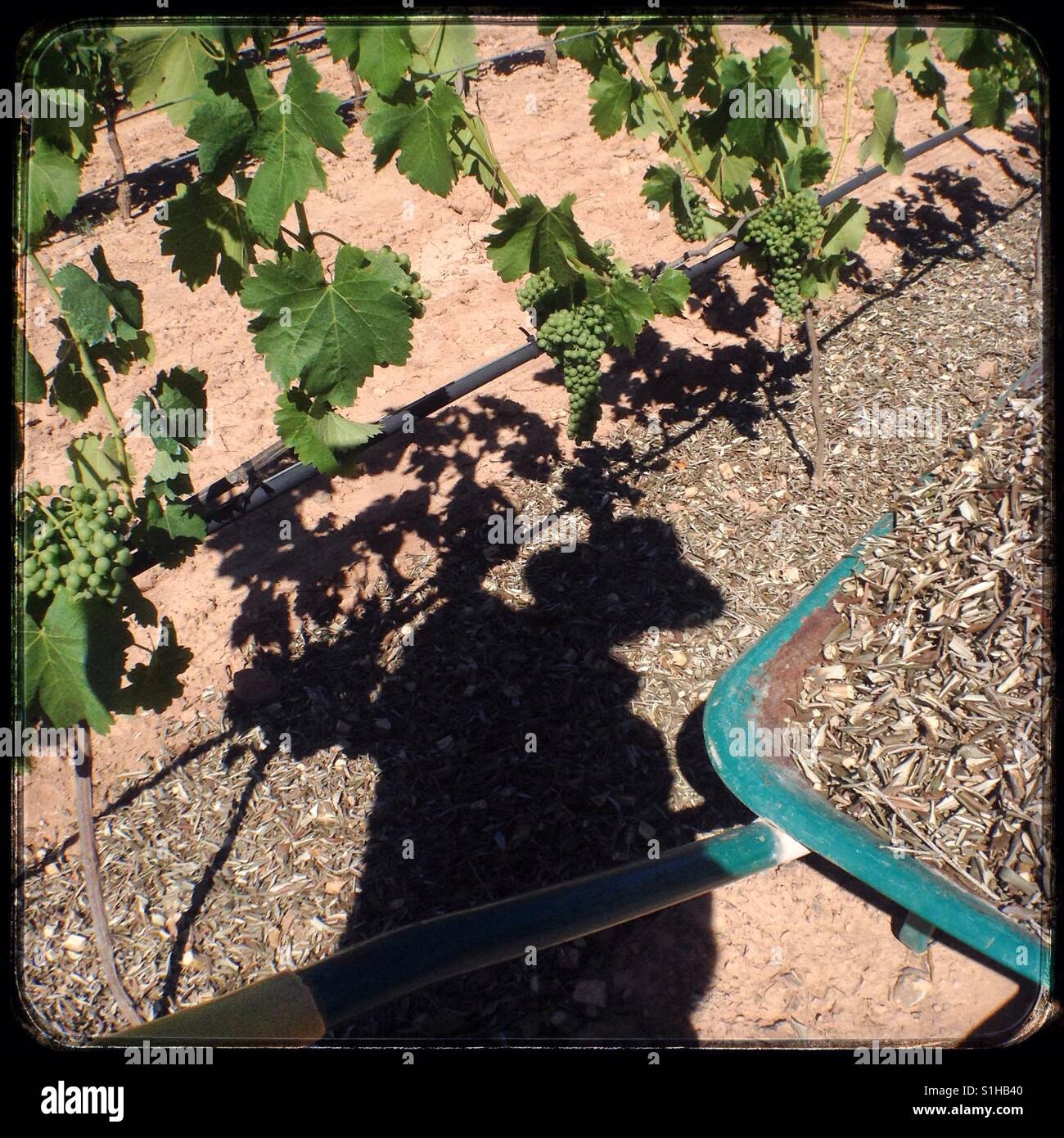 Shadow of a man spreading shredded olive branches in the vineyard, Catalonia, Spain. - Smartphone Captured Stock Image