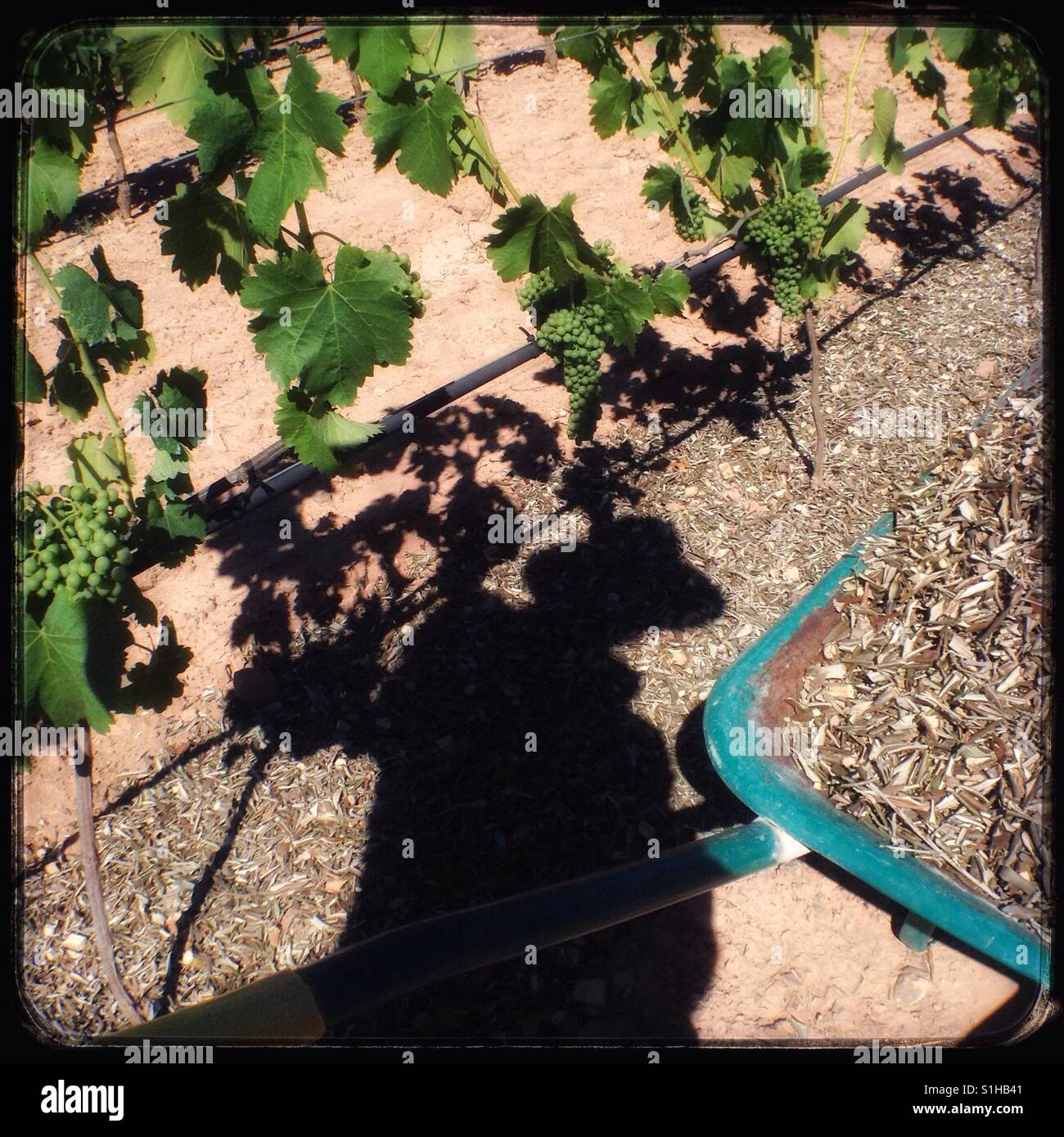 Shadow of a man spreading shredded olive branches in the vineyard, Catalonia, Spain. - Smartphone Captured Stock Image