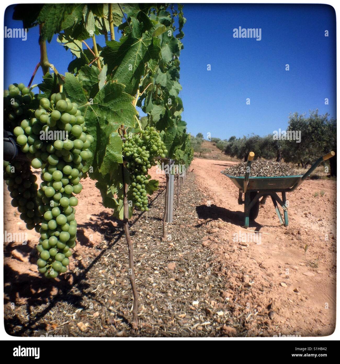 Spreading shredded olive branches in the vineyard, Catalonia, Spain. - Smartphone Captured Stock Image