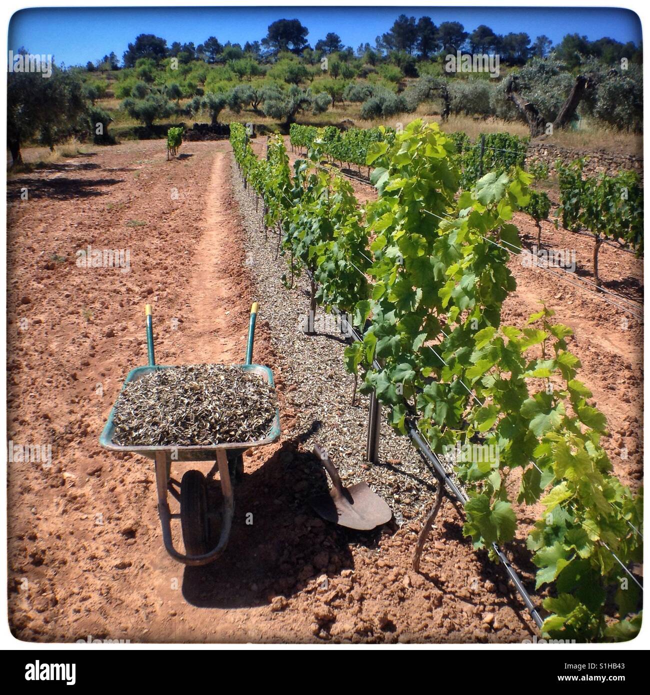 Spreading shredded olive branches in the vineyard, Catalonia, Spain. - Smartphone Captured Stock Image