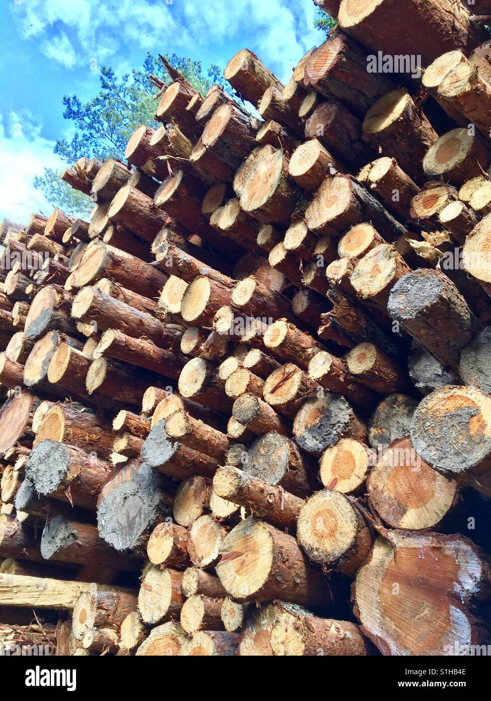 Giant Log Cabin Norway Pine