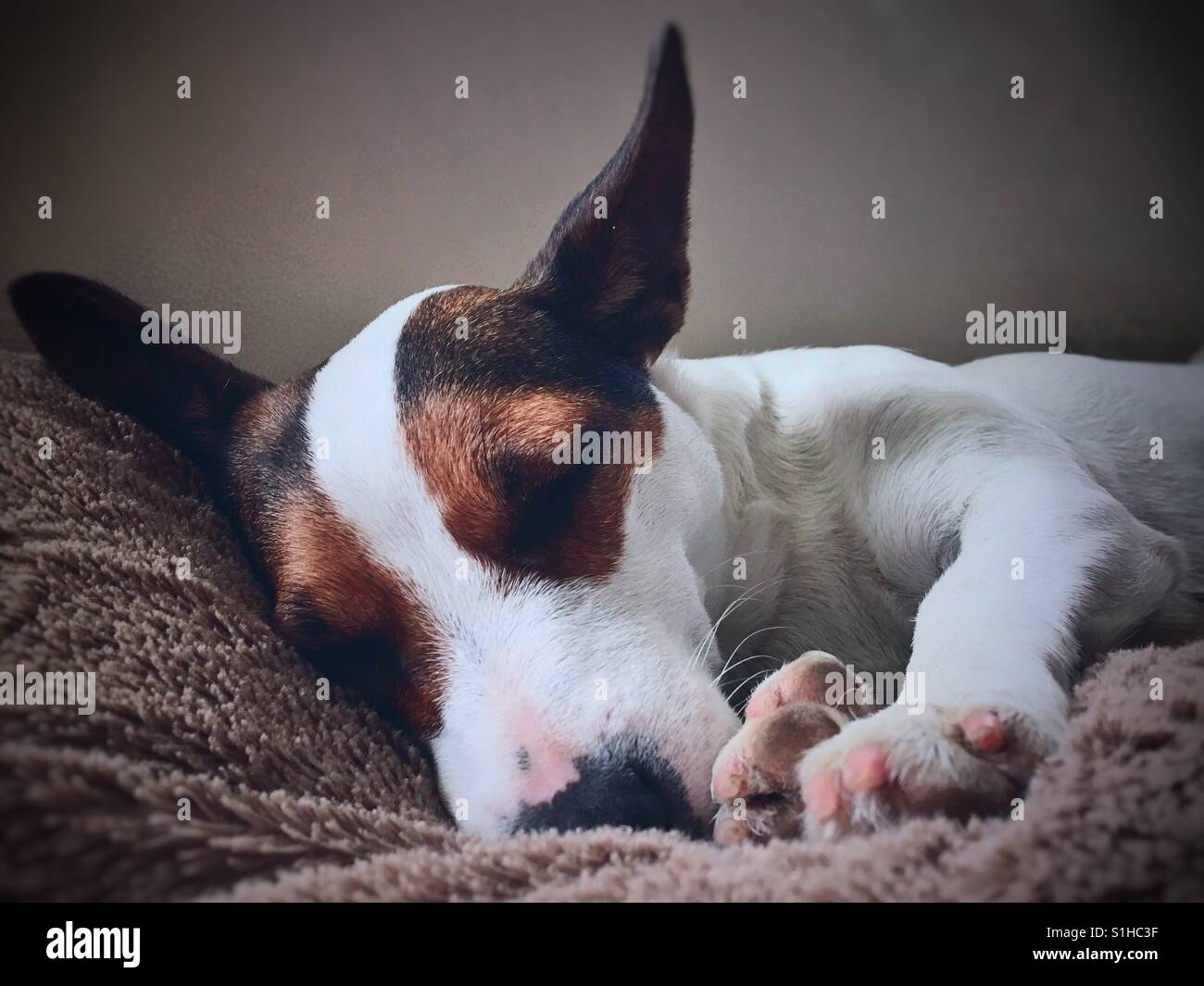 Jack Russell Terrier dog napping. Close up. - Smartphone Captured Stock Image