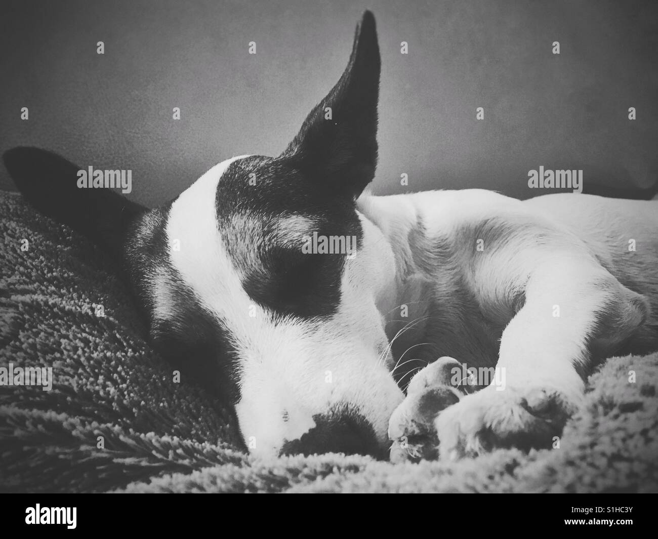 Jack Russell Terrier dog sleeping. Black and white edit. Stock Photo
