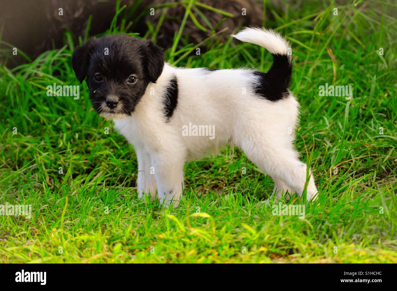 Lovely puppy at the grass Stock Photo - Alamy