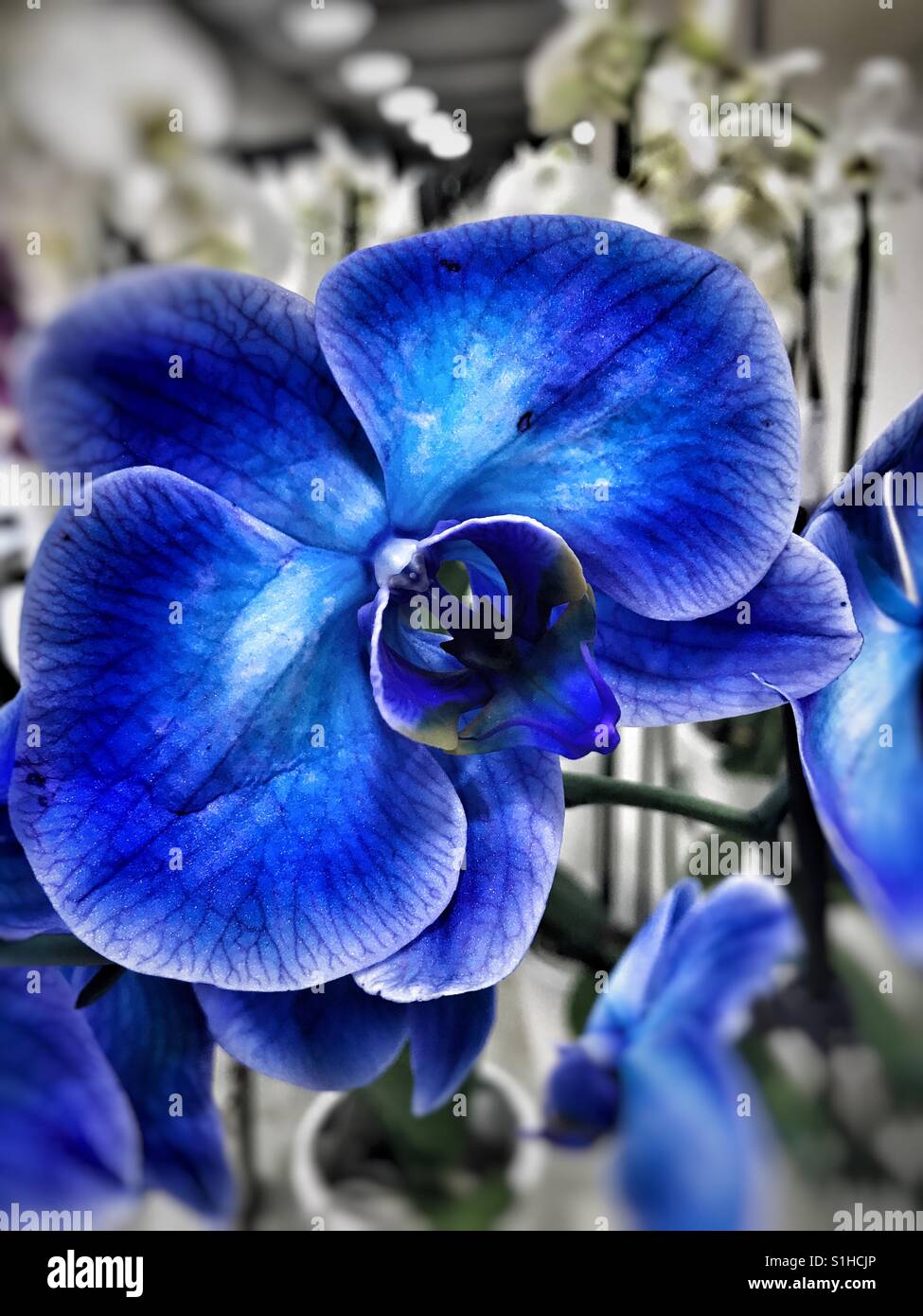 Blue orchid hires stock photography and images Alamy