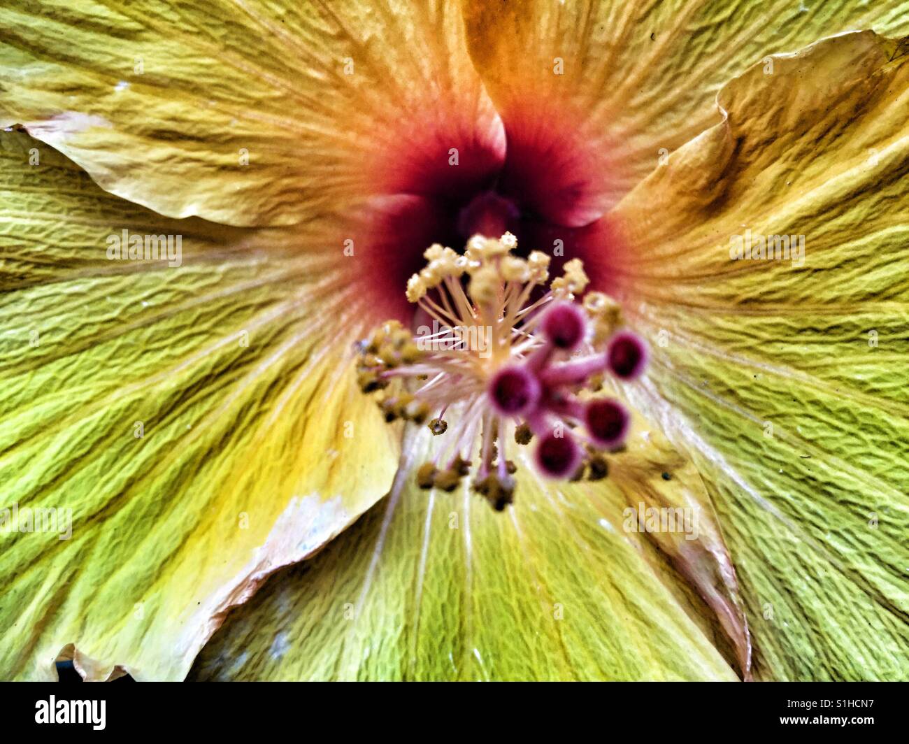 Looking into a yellow flower. - Smartphone Captured Stock Image