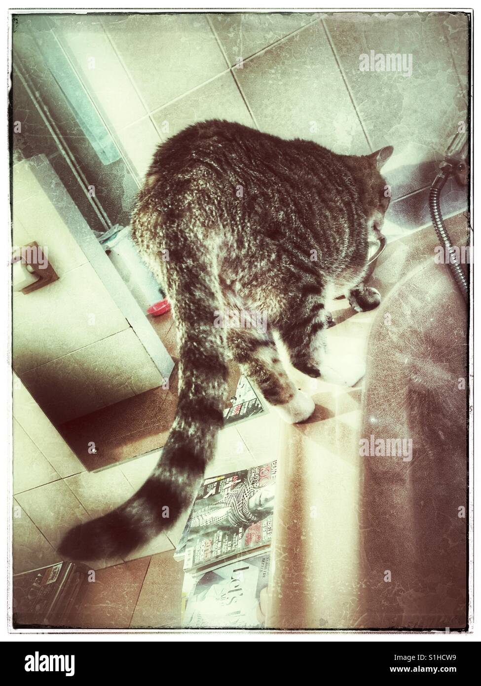 Cat drinking water in bathroom. - Smartphone Captured Stock Image