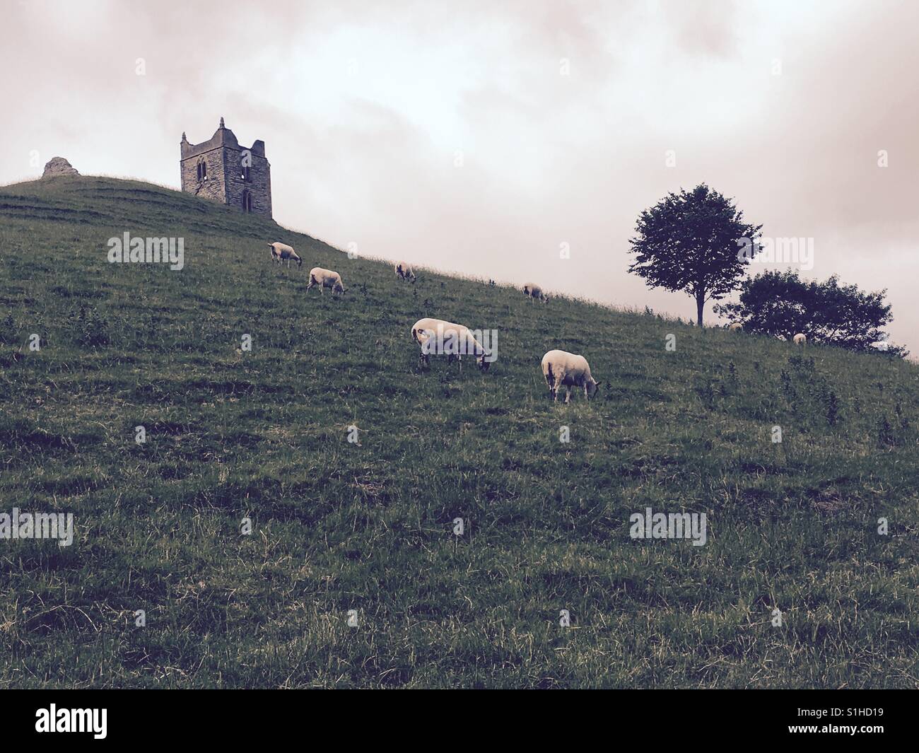 Burrow mump, National trust place near Taunton in Somerset inEngland and sheep - Smartphone Captured Stock Image