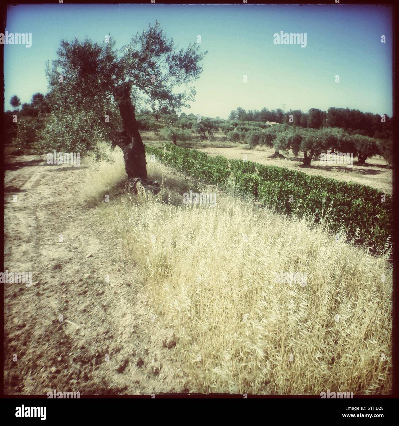 Vines, olive trees and a drought affected landscape, Catalonia, Spain. - Smartphone Captured Stock Image