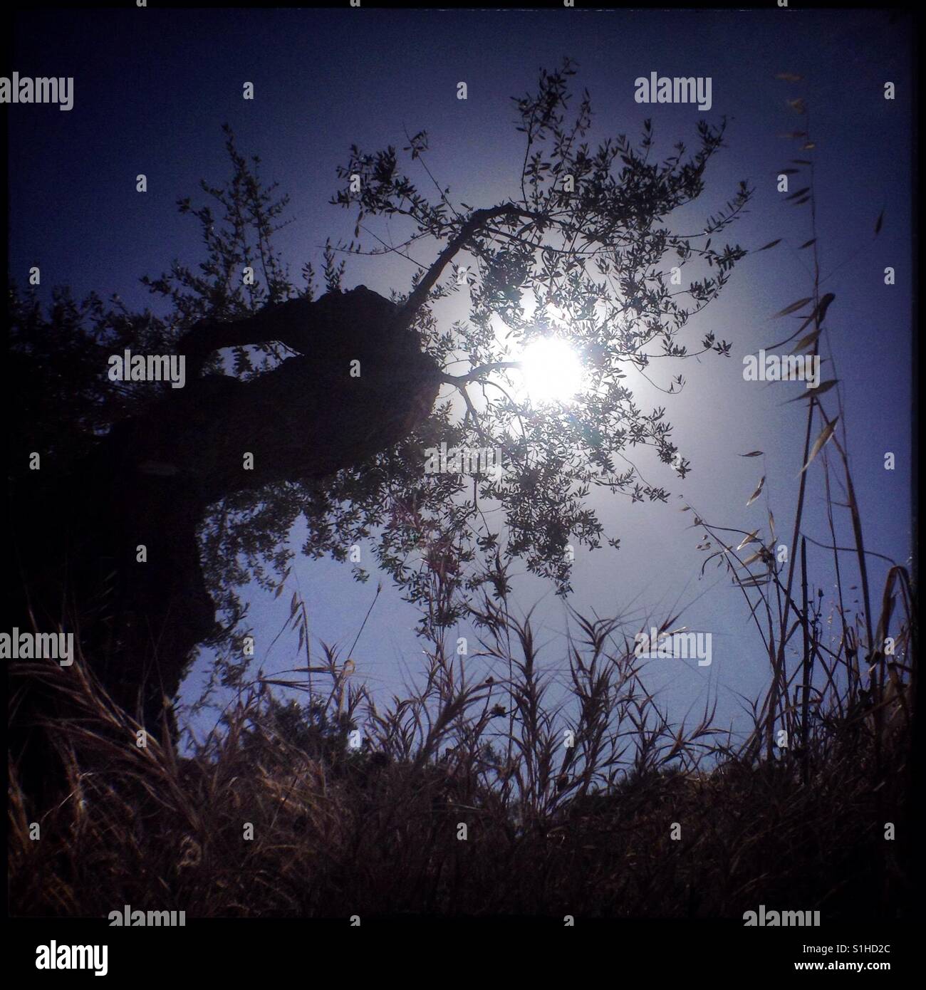 Farga olive tree against a sunny sky, Catalonia, Spain. - Smartphone Captured Stock Image