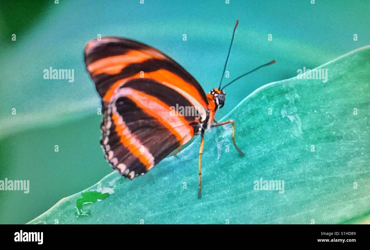 Butterfly house, Calgary, Alberta, Zoo Stock Photo Alamy