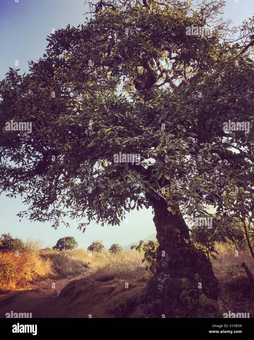 Lone tree in golden light on Agua volcano, San Juan del Obispo, Antigua, Guatemala - Smartphone Captured Stock Image